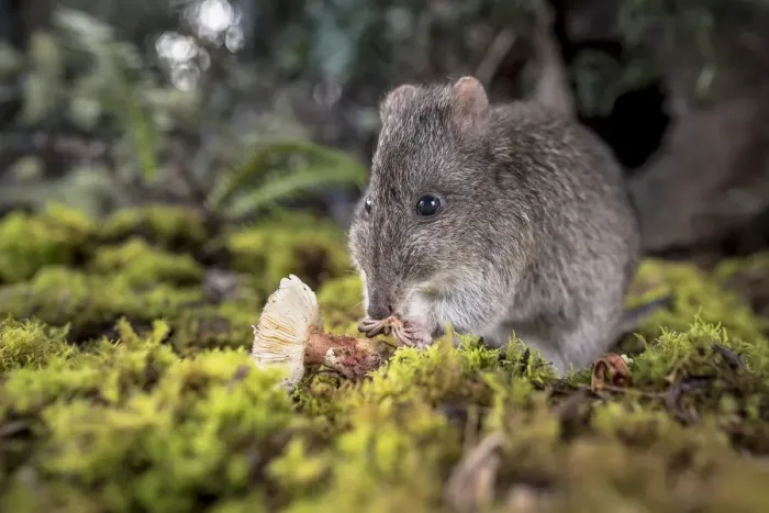 Framed Print : Long-nosed Potoroo (Potorous tridactylus) eating fungi. Captive Framed Print : Long-nosed Potoroo (Potorous tridactylus) eating fungi. Captive