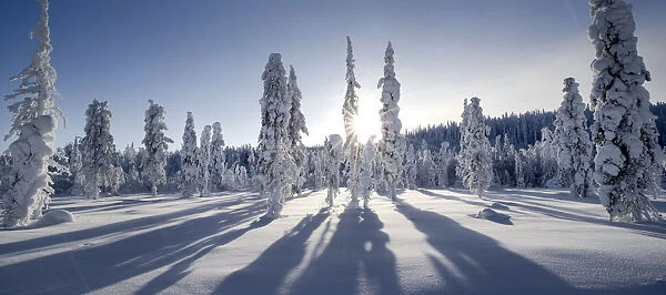 Long shadows cast by snow covered conifer trees, Kuusamo, Finland. February 2011