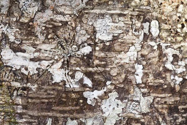 Long-spinnered bark spider {Hersiliidae sp} camouflaged on tree bark, tropical rainforest