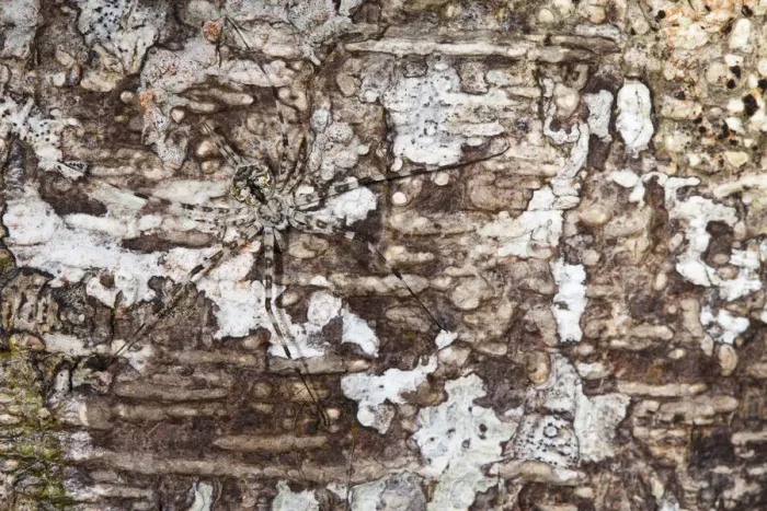 Framed Print : Long-spinnered bark spider {Hersiliidae sp} camouflaged on tree bark, tropical rainforest Framed Print : Long-spinnered bark spider {Hersiliidae sp} camouflaged on tree bark, tropical rainforest