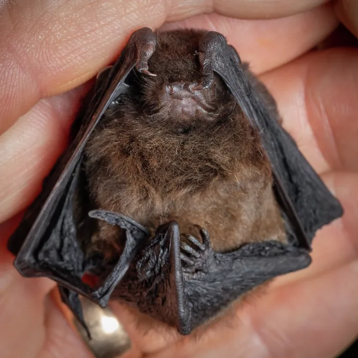 Framed Print : Long-tailed bat (Chalinolobus tuberculatus) male, resting in palm of a hand, captured in a harp trap during bat conservation fieldwork, Whirinaki Forest Park, North Island Framed Print : Long-tailed bat (Chalinolobus tuberculatus) male, resting in palm of a hand, captured in a harp trap during bat conservation fieldwork, Whirinaki Forest Park, North Island
