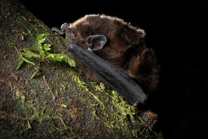 Framed Print : Long-tailed bat (Chalinolobus tuberculatus) male, resting on log, captured in a harp trap during bat conservation fieldwork, Whirinaki Forest Park, North Island, New Zealand Framed Print : Long-tailed bat (Chalinolobus tuberculatus) male, resting on log, captured in a harp trap during bat conservation fieldwork, Whirinaki Forest Park, North Island, New Zealand