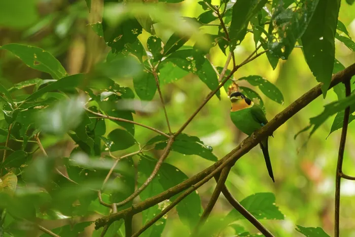 Framed Print : Long-tailed broadbill (Psarisomus dalhousiae) perched in a tree, Jim Corbett National Park, Uttarakhand, India Framed Print : Long-tailed broadbill (Psarisomus dalhousiae) perched in a tree, Jim Corbett National Park, Uttarakhand, India