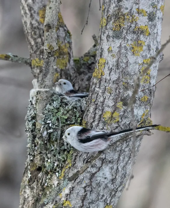 Framed Print : Long-tailed bushtits (Aegithalos caudatus caudatus) pair, building nest in a tree, Finland. March Framed Print : Long-tailed bushtits (Aegithalos caudatus caudatus) pair, building nest in a tree, Finland. March