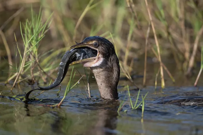 Framed Print : Long-tailed cormorant (Phalacrocorax africanus) in water swallowing catfish prey, Allahein river, The Gambia Framed Print : Long-tailed cormorant (Phalacrocorax africanus) in water swallowing catfish prey, Allahein river, The Gambia