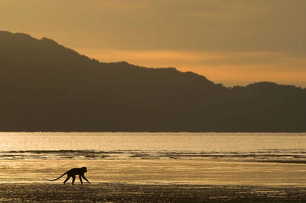 Long-tailed  /  Crab-eating macaque (Macaca fascicularis) foraging on coastline at dawn