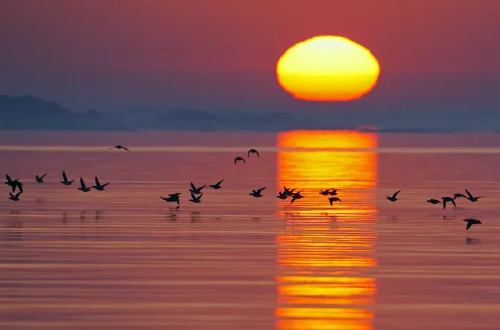 Framed Print : Long-tailed duck (Clangula hyemalis) flying low over water at sunset, Porvoo, Finland Framed Print : Long-tailed duck (Clangula hyemalis) flying low over water at sunset, Porvoo, Finland
