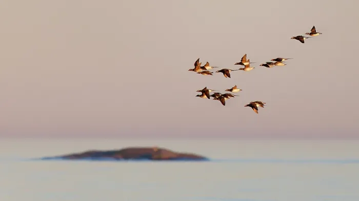 Framed Print : Long-tailed ducks (Clangula hyemalis) flock in flight in evening light during migration, Porvoo, Finland. May Framed Print : Long-tailed ducks (Clangula hyemalis) flock in flight in evening light during migration, Porvoo, Finland. May