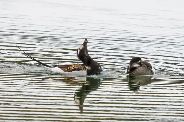Framed Print : Long-tailed ducks (Clangula hyemalis) pair on a lake with male displaying, Kongsfjordfjellet, Finmark, Norway. June Framed Print : Long-tailed ducks (Clangula hyemalis) pair on a lake with male displaying, Kongsfjordfjellet, Finmark, Norway. June