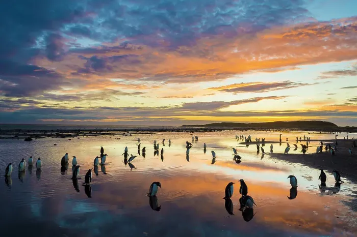Framed Print : Long-tailed gentoo penguins (Pygoscelis papua) on the beach at sunset, Sea Lion Island, Falkland Islands Framed Print : Long-tailed gentoo penguins (Pygoscelis papua) on the beach at sunset, Sea Lion Island, Falkland Islands