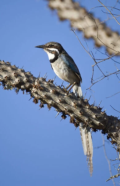 Long-tailed ground roller (Uratelornis chimaera). Ifaty Spiny Forest, Madagascar