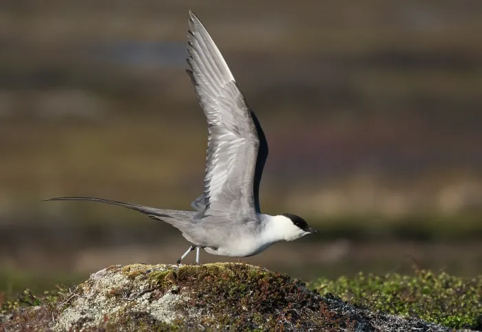 Framed Print : Long-tailed jaeger (Stercorarius longicaudus) displaying, spreading wings about to take off from a mound of tundra vegetation, Varanger plateau, Finnmark, Norway. May Framed Print : Long-tailed jaeger (Stercorarius longicaudus) displaying, spreading wings about to take off from a mound of tundra vegetation, Varanger plateau, Finnmark, Norway. May
