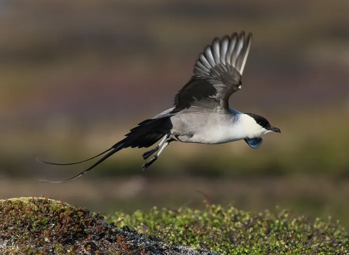 Framed Print : Long-tailed jaeger (Stercorarius longicaudus) taking flight from a mound of tundra vegetation, Varanger plateau, Finnmark, Norway. May Framed Print : Long-tailed jaeger (Stercorarius longicaudus) taking flight from a mound of tundra vegetation, Varanger plateau, Finnmark, Norway. May