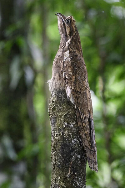 Long-tailed potoo (Nyctibius aethereus) camouflaged on roosting perch in lowland rainforest, Manu Biosphere Reserve, Peru