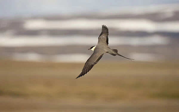 Long tailed skua (Stercorarius longicaudus) in flight, Thingeyjarsyslur, Iceland