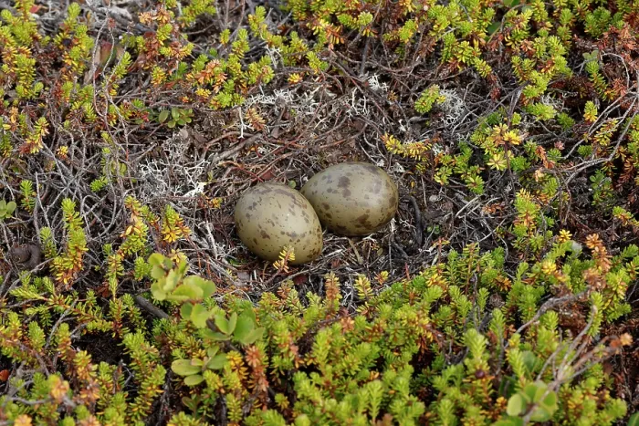 Framed Print : Long-tailed skua (Stercorarius longicaudus) eggs in nest on the ground, Varanger, Norway. July Framed Print : Long-tailed skua (Stercorarius longicaudus) eggs in nest on the ground, Varanger, Norway. July