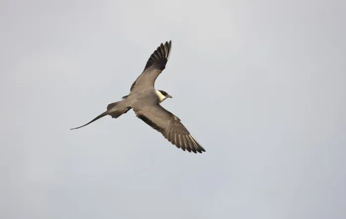 Framed Print : Long tailed skua (Stercorarius longicaudus) in flight, Thingeyjarsyslur, Iceland Framed Print : Long tailed skua (Stercorarius longicaudus) in flight, Thingeyjarsyslur, Iceland