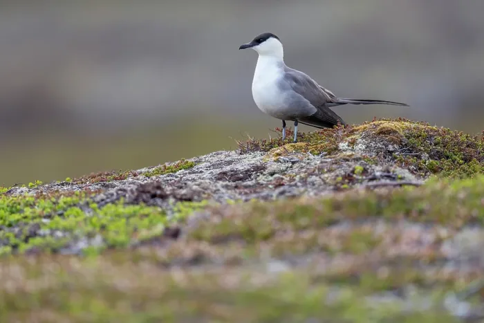 Framed Print : Long-tailed skua (Stercorarius longicaudus) standing on wet ground, Varanger Peninsula, Finnmark, Norway. June Framed Print : Long-tailed skua (Stercorarius longicaudus) standing on wet ground, Varanger Peninsula, Finnmark, Norway. June