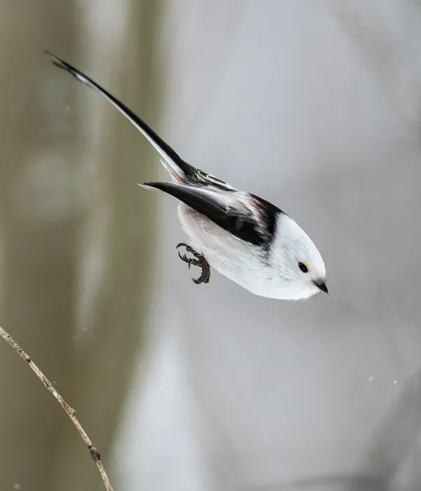 Framed Print : Long-tailed tit (Aegithalos caudatus caudatus) taking flight, Finland. February Framed Print : Long-tailed tit (Aegithalos caudatus caudatus) taking flight, Finland. February