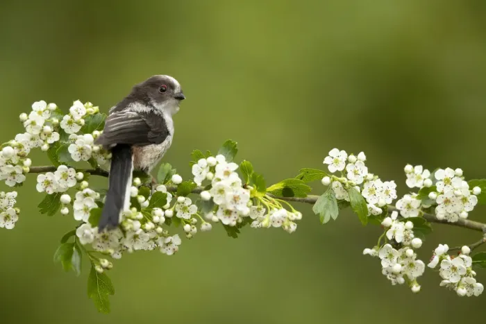 Framed Print : Long tailed tit (Aegithalos caudatus) perched on hawthorn. Hampshire, UK, May Framed Print : Long tailed tit (Aegithalos caudatus) perched on hawthorn. Hampshire, UK, May