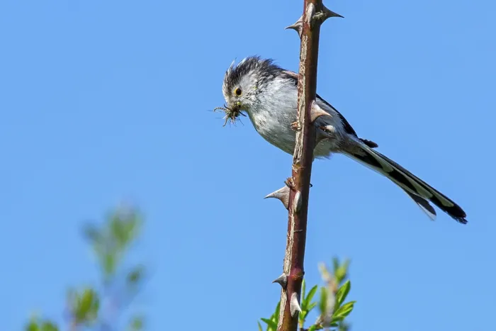 Framed Print : Long-tailed tit (Aegithalos caudatus) perched in thornbush with insect prey in beak, Flanders, Belgium. May Framed Print : Long-tailed tit (Aegithalos caudatus) perched in thornbush with insect prey in beak, Flanders, Belgium. May