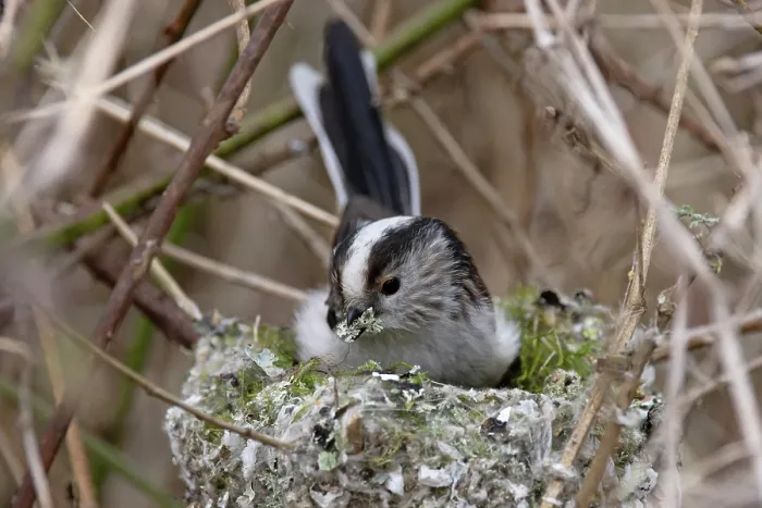 Framed Print : Long-tailed tit (Aegithalos caudatus) sitting on nest, building nest. Norwich, UK. March