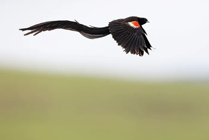 Framed Print : Long-tailed widowbird (Euplectes progne) male, in flight, Thurlow Nature Reserve, KwaZulu Natal, South Africa Framed Print : Long-tailed widowbird (Euplectes progne) male, in flight, Thurlow Nature Reserve, KwaZulu Natal, South Africa