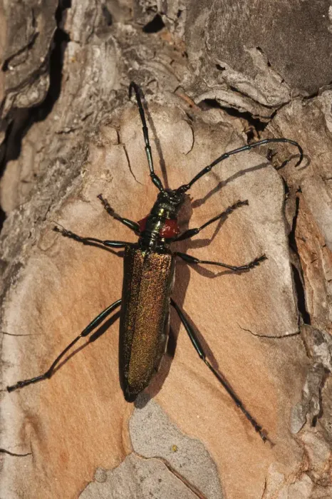 Framed Print : Longhorn beetle (Agapanthia ? sp) on wood, Doana National & Natural Park, Huelva Province Framed Print : Longhorn beetle (Agapanthia ? sp) on wood, Doana National & Natural Park, Huelva Province