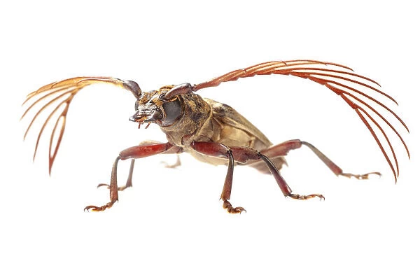 Longhorn beetle (Cerambycidae) Danum Valley, Sabah, Borneo