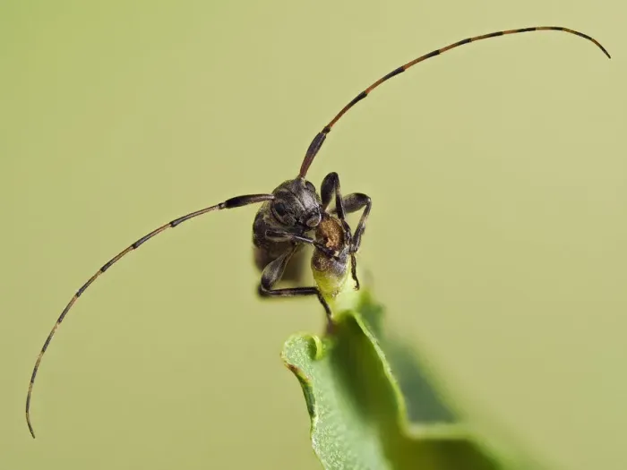 Framed Print : Longhorn beetle (Leiopus nebulosus) showing the long antennae, Hertfordshire, England, UK Framed Print : Longhorn beetle (Leiopus nebulosus) showing the long antennae, Hertfordshire, England, UK