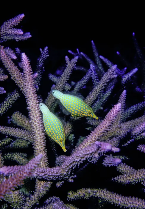 Framed Print : Two Longnose filefish (Oxymonacanthus longirostris) feeding on Staghorn coral polyps (Acropora sp.) Framed Print : Two Longnose filefish (Oxymonacanthus longirostris) feeding on Staghorn coral polyps (Acropora sp.)