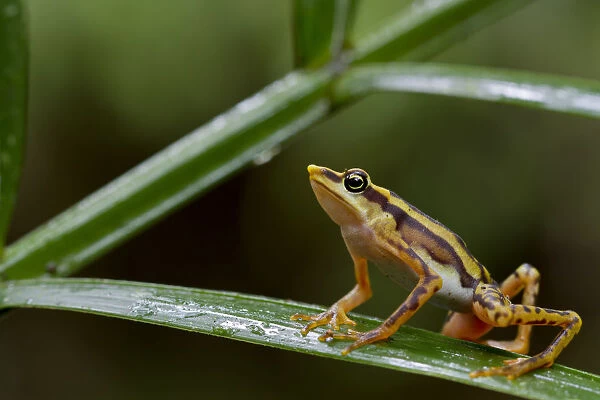 Longnose harlequin frog (Atelopus sp) on leaf, Chinambi, Carchi, Ecuador