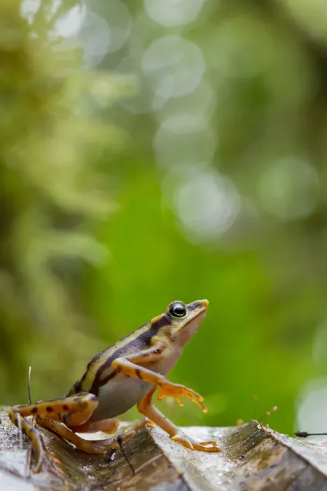 Framed Print : Longnose harlequin frog (Atelopus sp) on leaf, Chinambi, Carchi, Ecuador Framed Print : Longnose harlequin frog (Atelopus sp) on leaf, Chinambi, Carchi, Ecuador