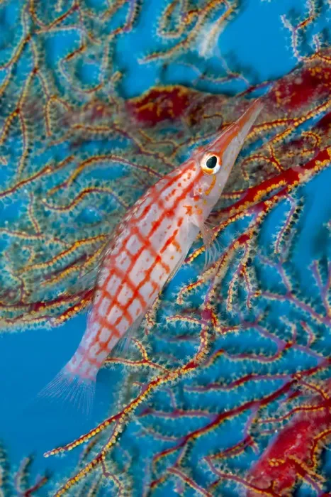 Framed Print : Longnose hawkfish (Oxycirrhites typus) Tubbataha Reef Natural Park, UNESCO World Heritage Site Framed Print : Longnose hawkfish (Oxycirrhites typus) Tubbataha Reef Natural Park, UNESCO World Heritage Site