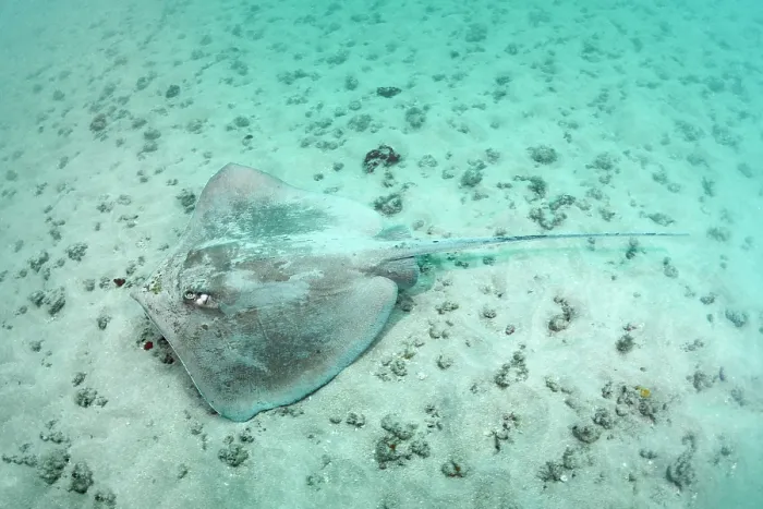 Framed Print : Longnose stingray (Hypanus guttatus) resting on sandy seabed, Natal, Brazil, southwestern Atlantic Ocean Framed Print : Longnose stingray (Hypanus guttatus) resting on sandy seabed, Natal, Brazil, southwestern Atlantic Ocean