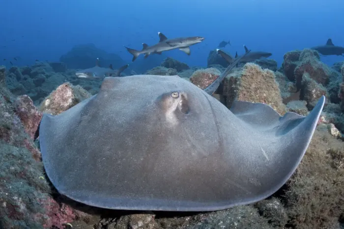 Framed Print : Longtail stingray (Hypanus longus) on reef, Whitetip reef shark (Triaenodon obesus