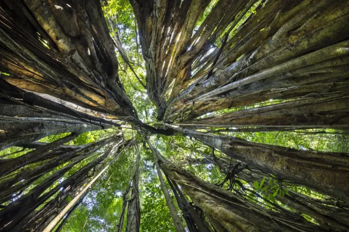 Framed Print : Looking through the aerial roots of a Strangler fig (Ficus zarazalensis) the original Framed Print : Looking through the aerial roots of a Strangler fig (Ficus zarazalensis) the original