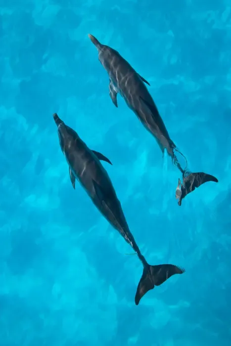 Framed Print : Looking down on Atlantic spotted dolphin {Stenella frontalis} at surface, Bahamas Framed Print : Looking down on Atlantic spotted dolphin {Stenella frontalis} at surface, Bahamas