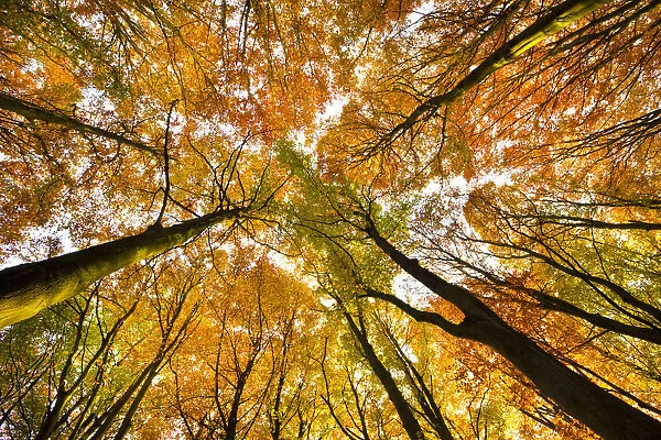 Looking up at Beech wood canopy (Fagus sylvatica) in autumn, Peak District National Park, Derbyshire, UK, November