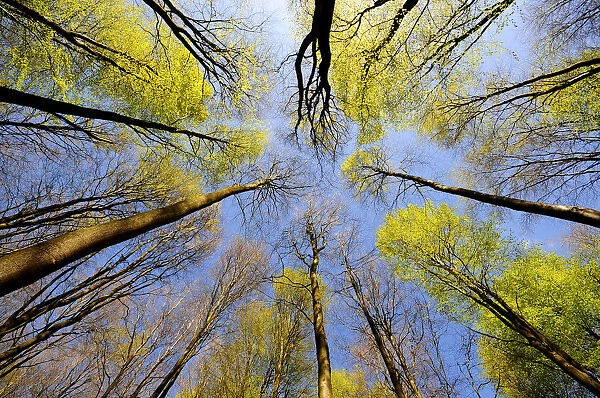 Looking up into canopy of Beech trees (Fagus sylvatica), West Woods, Wiltshire, England, UK