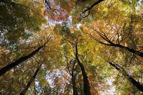 Looking up through the canopy of a Beech wood(Fagus sylvatica) in autumn, UK, November