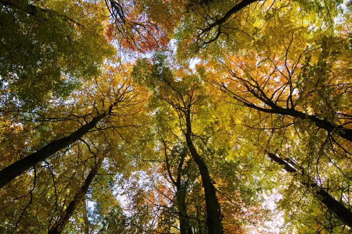 Framed Print : Looking up through the canopy of a Beech wood(Fagus sylvatica) in autumn, UK, November Framed Print : Looking up through the canopy of a Beech wood(Fagus sylvatica) in autumn, UK, November