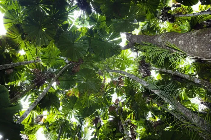 Framed Print : Looking up through the canopy of Fan Palms (Licuala ramsayi) in rainforest, Daintree National Park