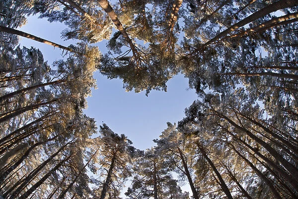Looking up through the canopy of Scots pine trees (Pinus sylvestris) woodland showing