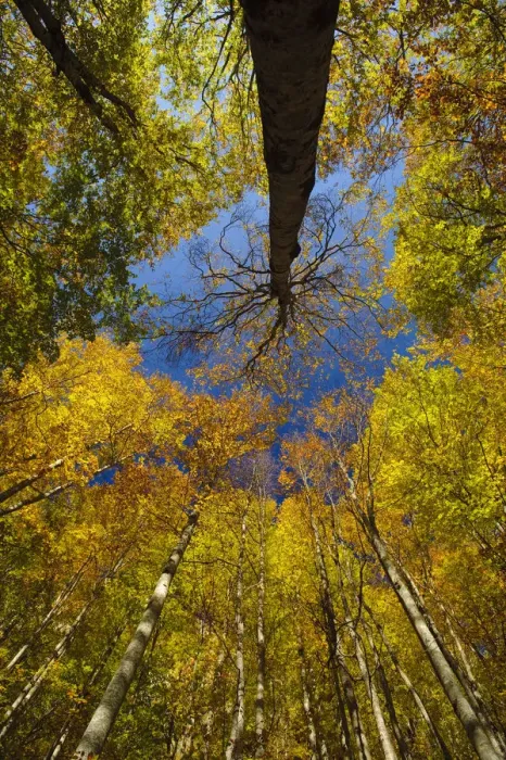 Framed Print : Looking up into European Beech (Fagus sylvatica)tree canopy in autumm colours Framed Print : Looking up into European Beech (Fagus sylvatica)tree canopy in autumm colours
