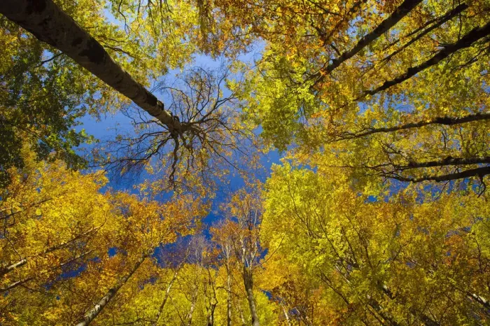 Framed Print : Looking up into European Beech (Fagus sylvatica)tree canopy in autumm colours Framed Print : Looking up into European Beech (Fagus sylvatica)tree canopy in autumm colours