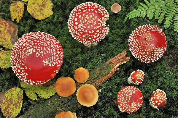 Looking down on a large group of Fly agaric fungi caps {Amanita muscaria} Lorraine