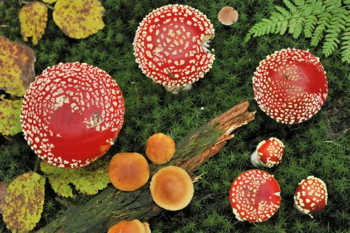 Framed Print : Looking down on a large group of Fly agaric fungi caps {Amanita muscaria} Lorraine Framed Print : Looking down on a large group of Fly agaric fungi caps {Amanita muscaria} Lorraine