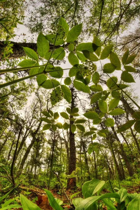 Framed Print : Looking up through the leaves of Wild sarsaparilla (Aralia nudicaulis) in woodland Framed Print : Looking up through the leaves of Wild sarsaparilla (Aralia nudicaulis) in woodland
