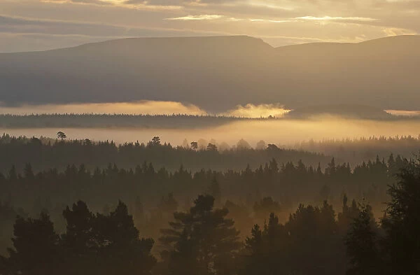 Looking over Rothiemurchus ancient Caledonian pine forest at dawn. Cairngorms National Park